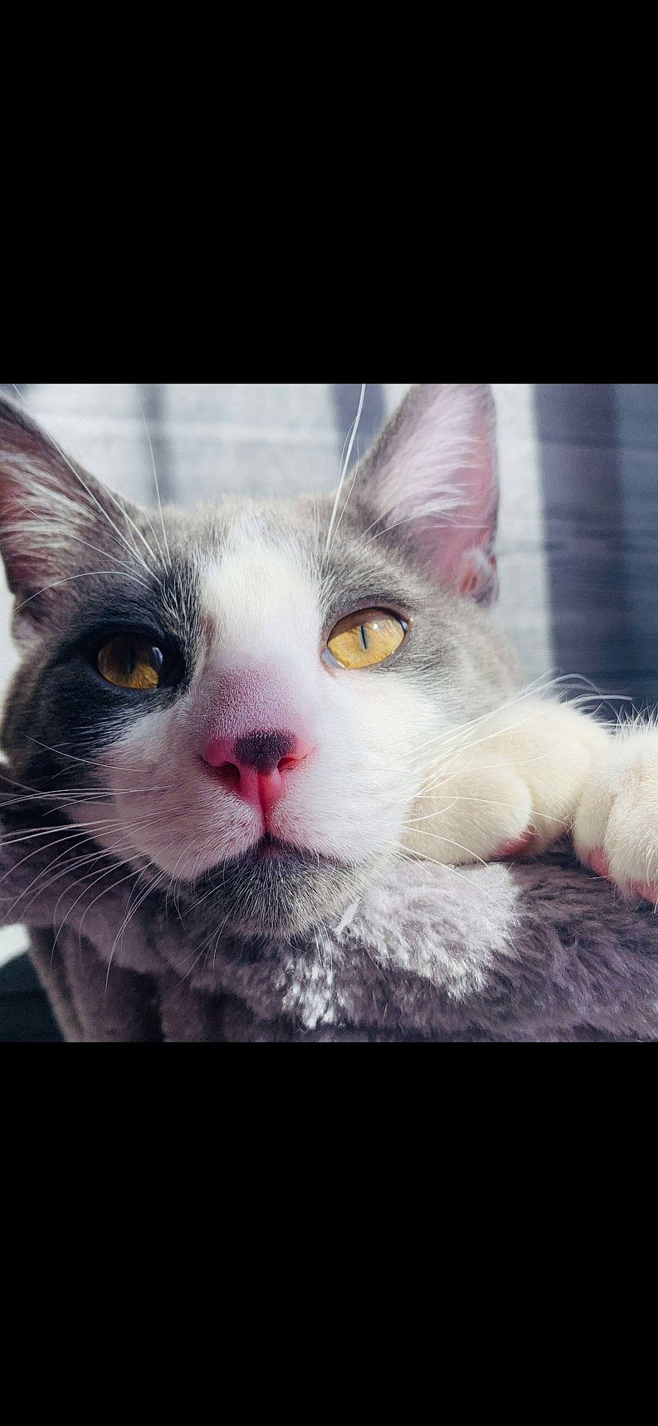 Darko participe au concours pour gagner de l'argent avec cette photo : art, carnivore, cat, close_up, domestic_short_haired_cat, felidae, fur, mammal, meteorological_phenomenon, nose, organism, paw, photo_caption, rectangle, sky, small_to_medium_sized_cats, snout, square, vertebrate, whiskers