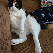 Cocobean is registered to the contest to win money with this photo: animal, blanket, brown_couch, calico_cat, cat, couch, cozy, cute, domestic_animal, feline, fur, indoor, patterned_blanket, paws, pet, portrait, relaxed, resting, whiskers, yellow_eyes
