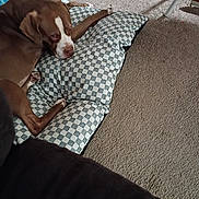 Buttercup is registered to the contest to win money with this photo: dog, brown_dog, checkered_cushion, carpet, indoor, pet, resting, sleepy, canine, floor, living_room, relaxed, paw, snout, domestic_animal, furniture_leg, blanket, household, cozy, laying_down