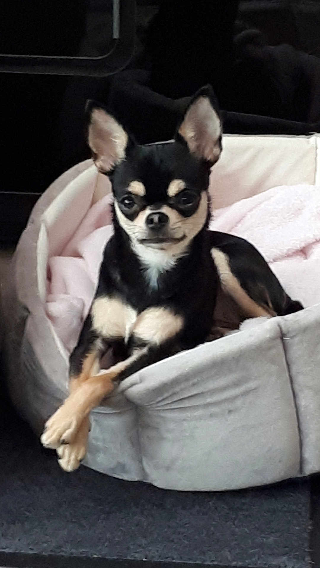 Bblaïka a rejoint le concours — aidez-le/la à gagner de superbes lots ! dog, pet_bed, small_dog, black_dog, tan_markings, crossed_paws, indoor, cozy, resting, cute, animal, canine, fur, ears, face, looking_at_camera, comfort, home, relaxed, bed