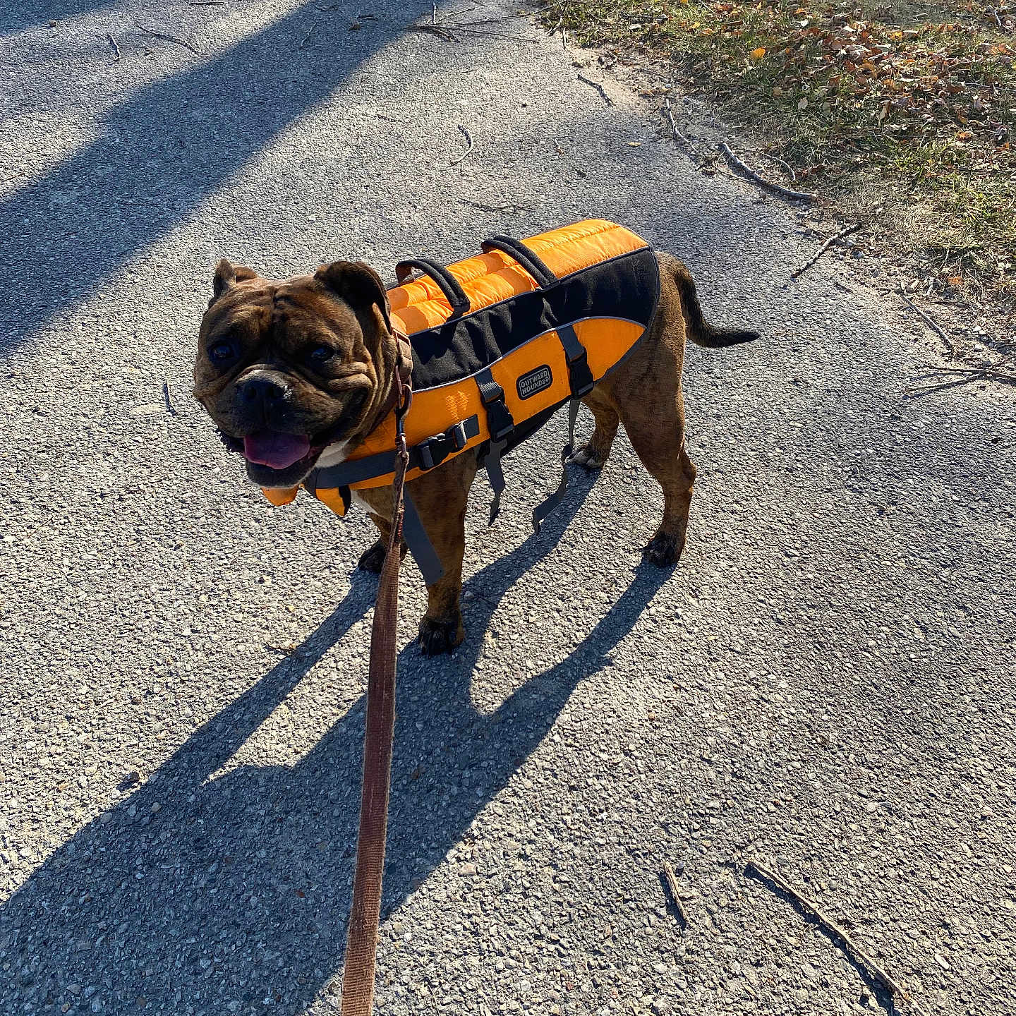 Callie joined the competition — help win amazing prizes! animal, brown_dog, canine, daylight, dog, grass, happy, leash, life_jacket, nature, outdoor, park, pavement, pet, shadow, smiling, standing, summer, sunlight, walking