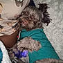 Dior joined the competition — help win amazing prizes! dog, small_dog, dog_toy, purple_toy, teal_shirt, blanket, pillow, stuffed_toy_design, cozy, indoor, pet, fur, smile, lying_down, bed, cute, animal, relaxed, comfort, sleepy