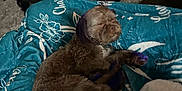 Dior is registered to the contest to win money with this photo: dog, brown_dog, purple_paws, purple_tail, blanket, blue_blanket, sleeping, indoor, living_room, coffee_table, furniture, person_legs, carpet, relaxing, pet, cozy, fur, resting, home, casual
