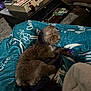 dog, brown_dog, purple_paws, purple_tail, blanket, blue_blanket, sleeping, indoor, living_room, coffee_table, furniture, person_legs, carpet, relaxing, pet, cozy, fur, resting, home, casual
