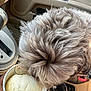 Dior joined the competition — help win amazing prizes! dog, ice_cream, car_interior, cup, dog_biscuits, fluffy, curly_fur, vanilla, treat, pet, hand, car_seat, center_console, close_up, food, sniffing, licking, animal, vehicle, candid