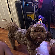 Dior joined the competition — help win amazing prizes! dog, party_hat, indoor, wooden_floor, curious, fluffy, pet, small_dog, furniture, flooring, brown_fur, celebration, hat, canine, domestic_animal, looking_at_camera, household, companion, cute, animal