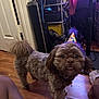 dog, party_hat, indoor, wooden_floor, curious, fluffy, pet, small_dog, furniture, flooring, brown_fur, celebration, hat, canine, domestic_animal, looking_at_camera, household, companion, cute, animal
