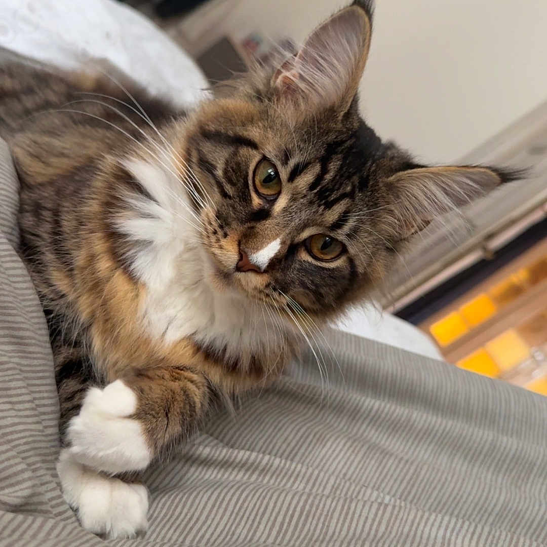 Nala a rejoint le concours — aidez-le/la à gagner de superbes lots ! abyssinian, animal, architecture, bed, blanket, cat, chair, couch, cushion, furniture, hardwood, homedecor, indoors, kitten, linen, manx, person, pet, sleeping, wood