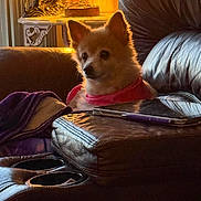 Foxy is registered to the contest to win money with this photo: animal, blanket, comfort, companion, cozy, cute, dog, fluffy, furniture, home, horse_statue, indoor, lamp, leather_couch, pet, pink_bandana, relaxing, resting, tablet, warm_light