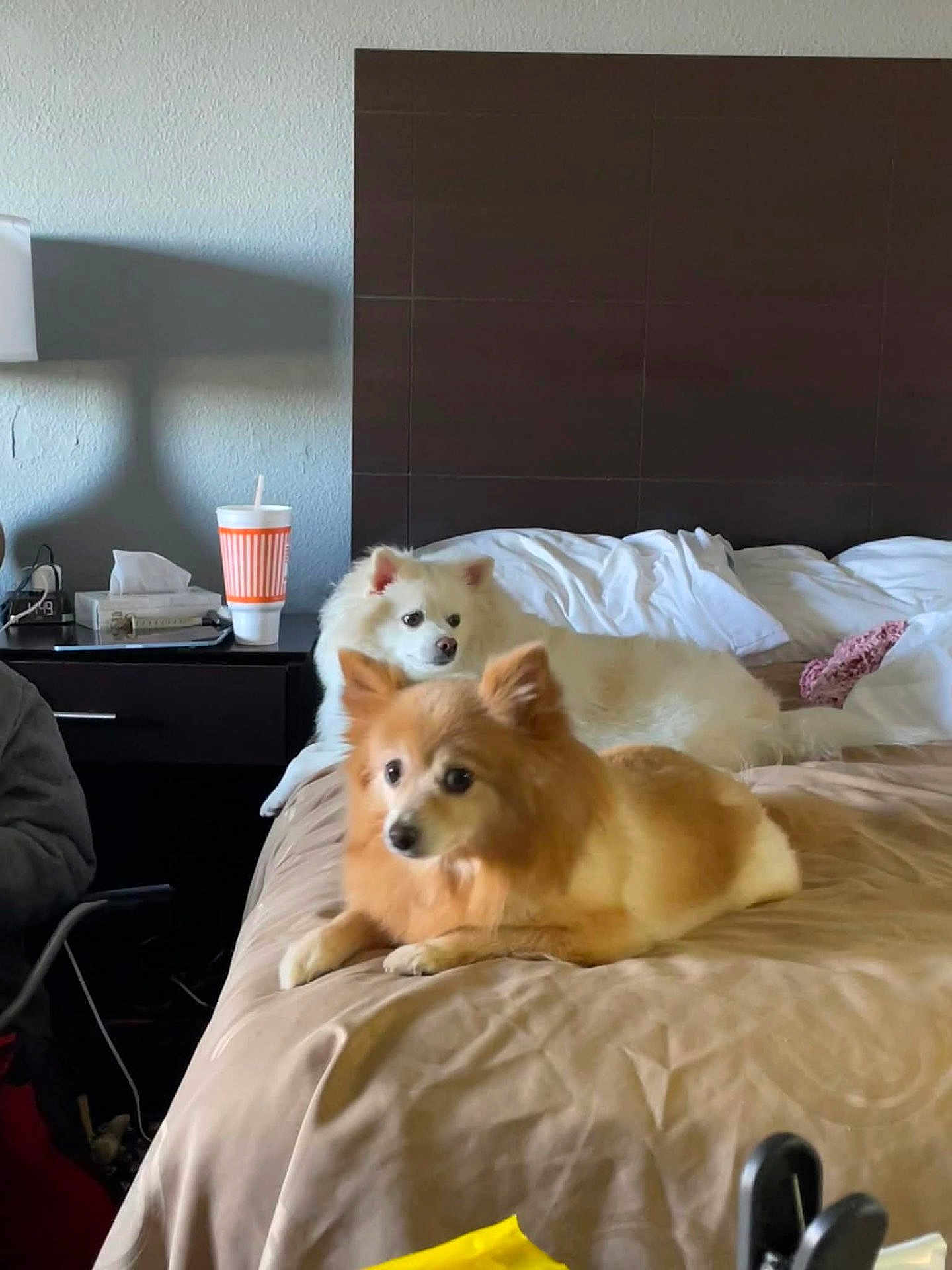 Foxy is registered to the contest to win money with this photo: dog, bed, indoor, furniture, lamp, cup, tissues, headboard, blanket, resting, pet, brown_dog, white_dog, cozy, comfort, relaxing, room, table, canine, fur