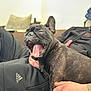 dog, french_bulldog, pet, black_dog, tongue_out, yawning, indoor, person, hand, clothing, adidas, sitting, lap, cozy, blurred_background, cute, domestic_animal, companion, relaxed, happy