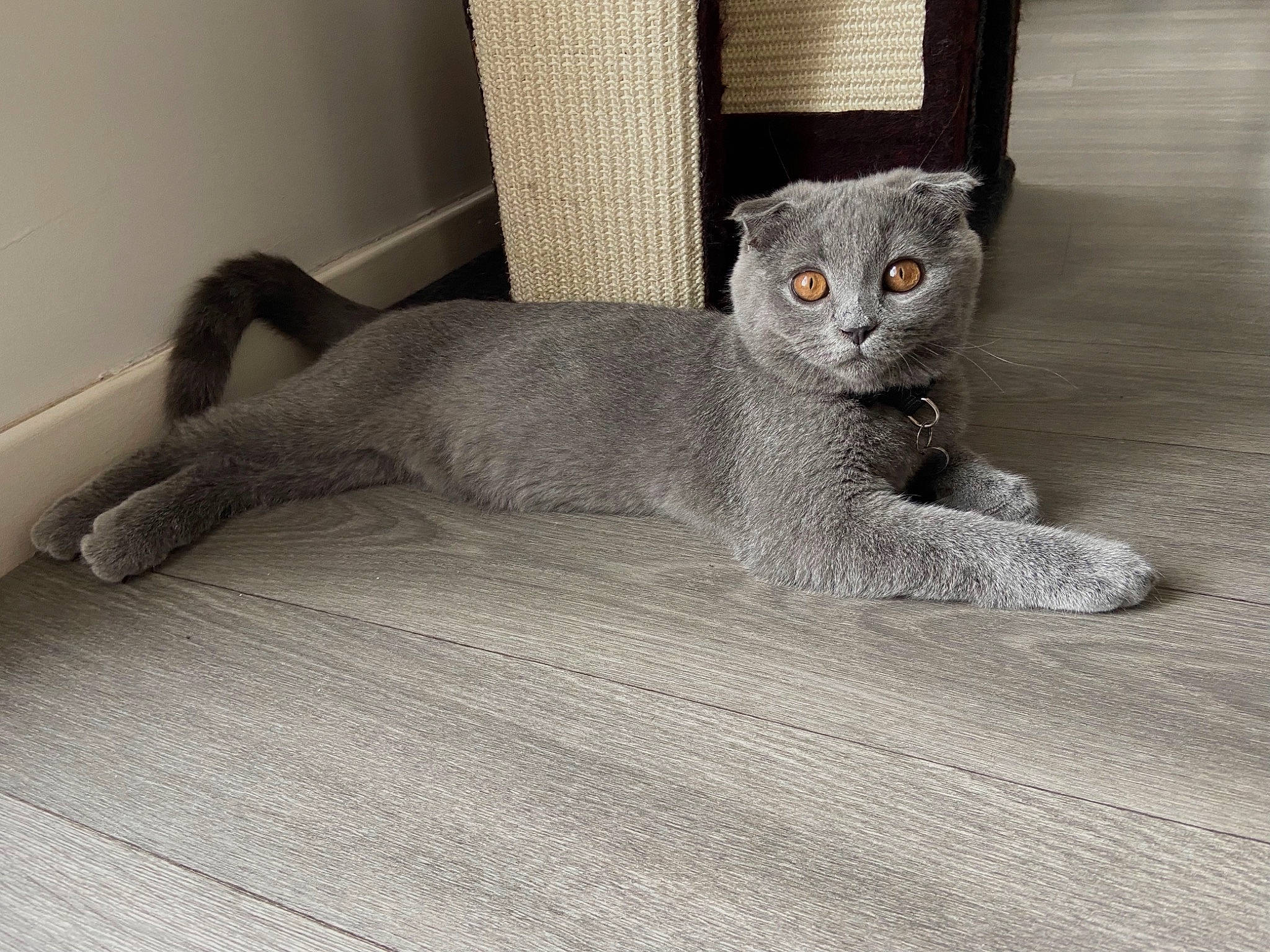 Suko a rejoint le concours — aidez-le/la à gagner de superbes lots ! carnivore, cat, claw, comfort, domestic_short_haired_cat, eye, fawn, felidae, flooring, foot, fur, grey, paw, small_to_medium_sized_cats, snout, tail, terrestrial_animal, whiskers, window, wood