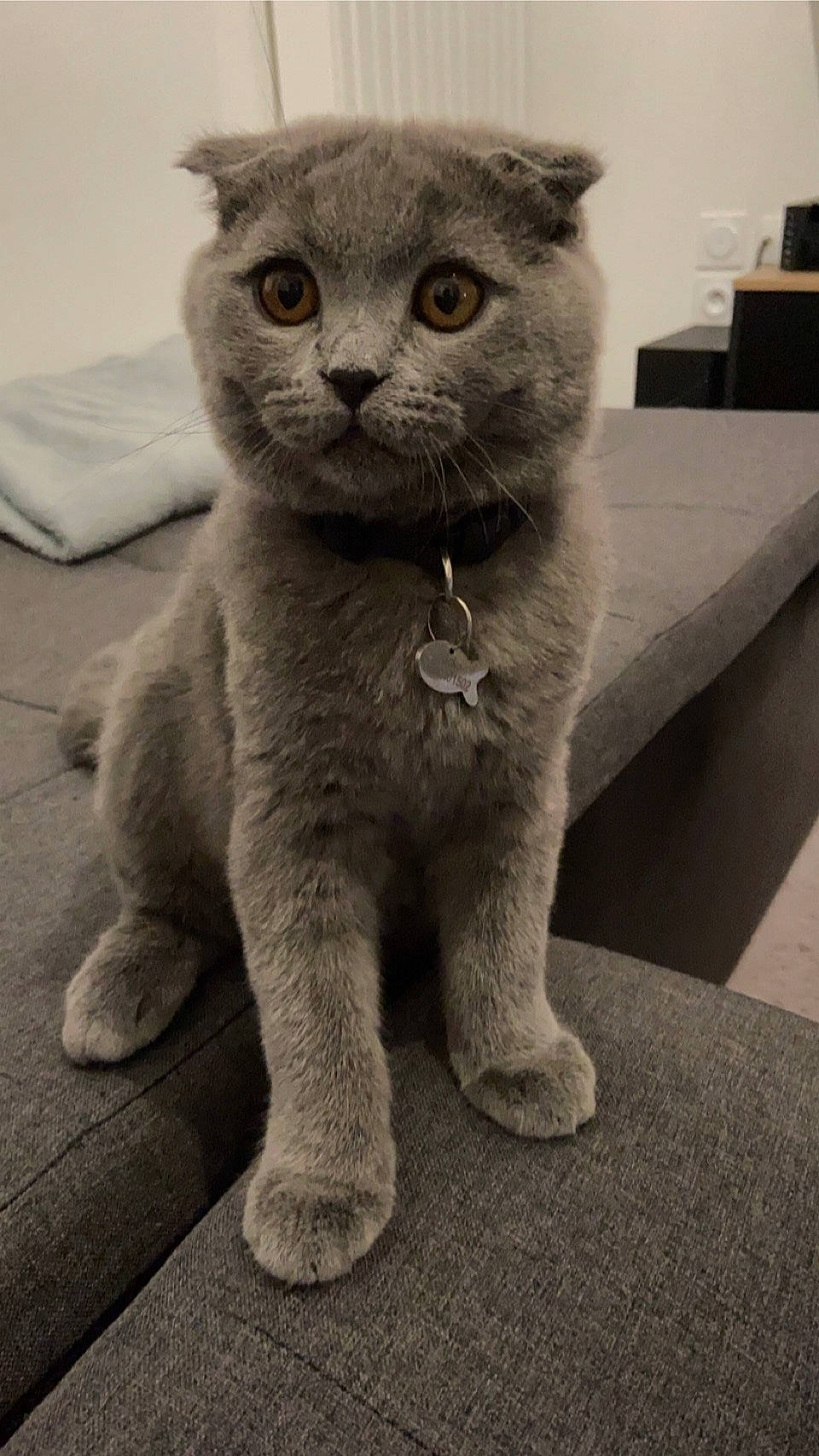 Suko participe au concours pour gagner de l'argent avec cette photo : carnivore, cat, claw, domestic_short_haired_cat, fawn, felidae, fur, grey, monochrome, monochrome_photography, paw, photo_caption, russian_blue, small_to_medium_sized_cats, snout, tail, terrestrial_animal, whiskers, window