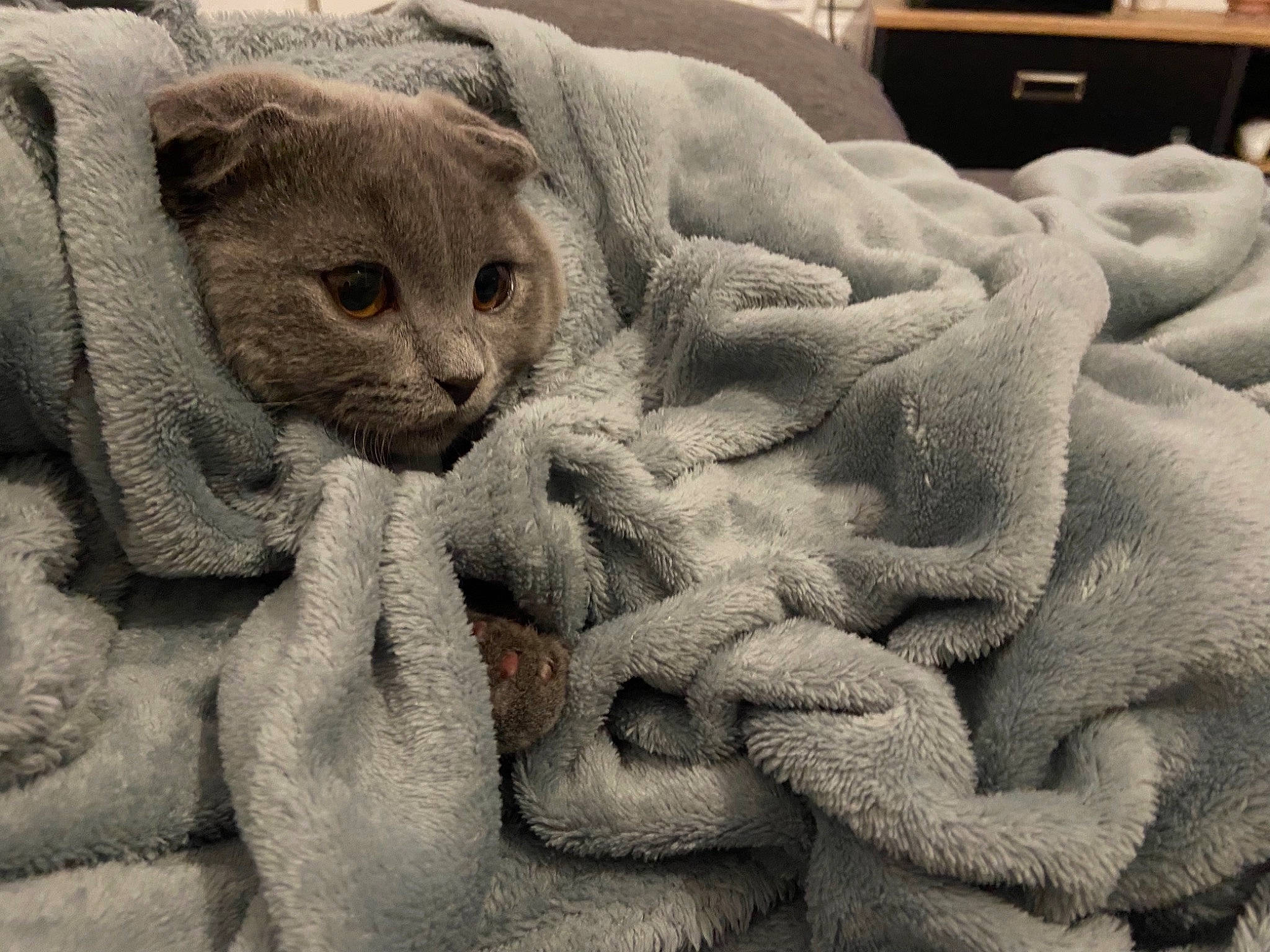 Suko participe au concours pour gagner de l'argent avec cette photo : art, carnivore, carving, cat, close_up, comfort, computer_keyboard, domestic_short_haired_cat, drawer, felidae, fur, grey, kitchen_appliance, linens, sculpture, terrestrial_animal, textile, whiskers, wool, wrinkle