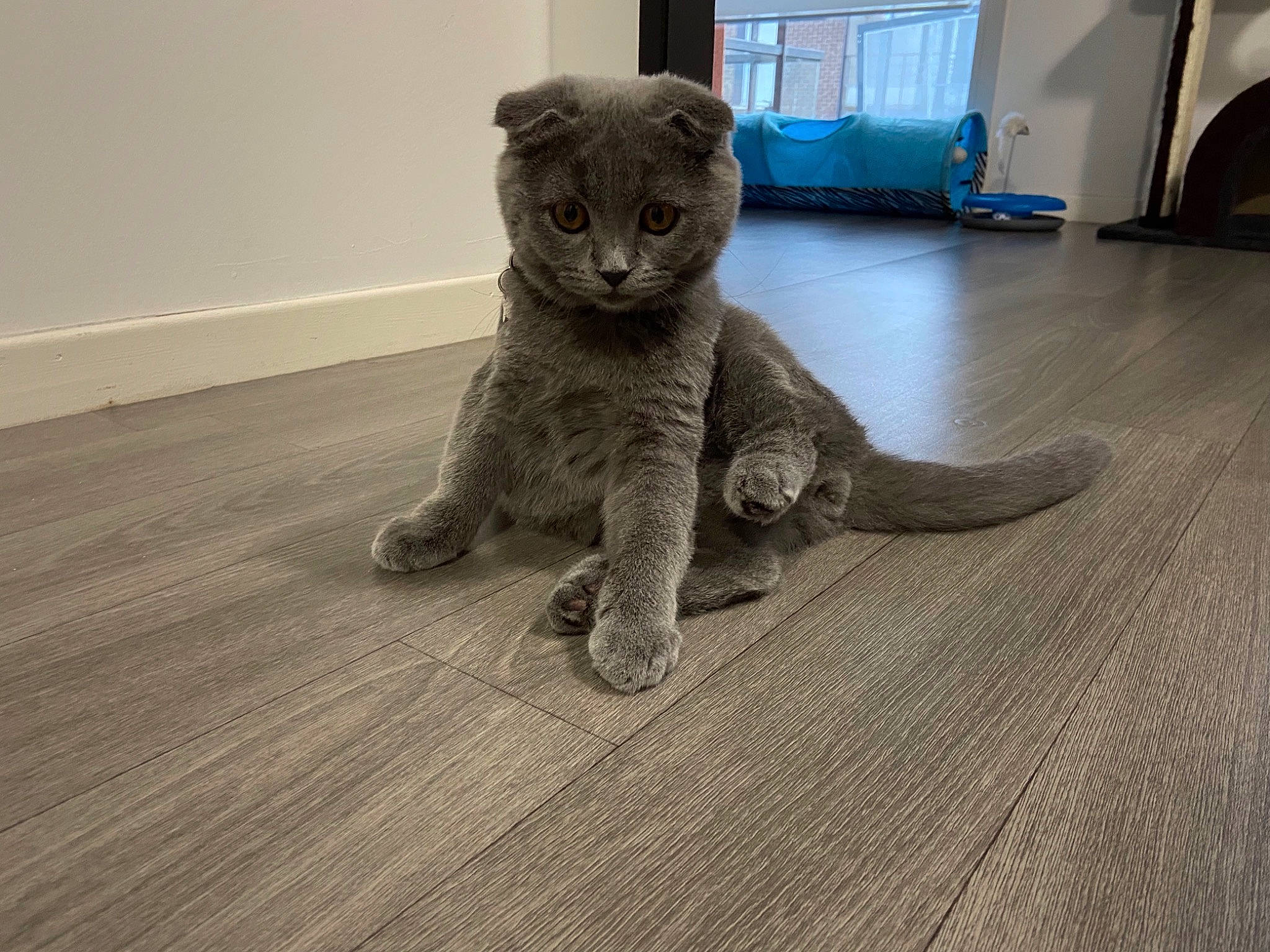 Suko participe au concours pour gagner de l'argent avec cette photo : carnivore, cat, domestic_short_haired_cat, fawn, felidae, flooring, foot, fur, grey, hardwood, laminate_flooring, leg, russian_blue, small_to_medium_sized_cats, snout, tail, terrestrial_animal, whiskers, wood, wood_flooring