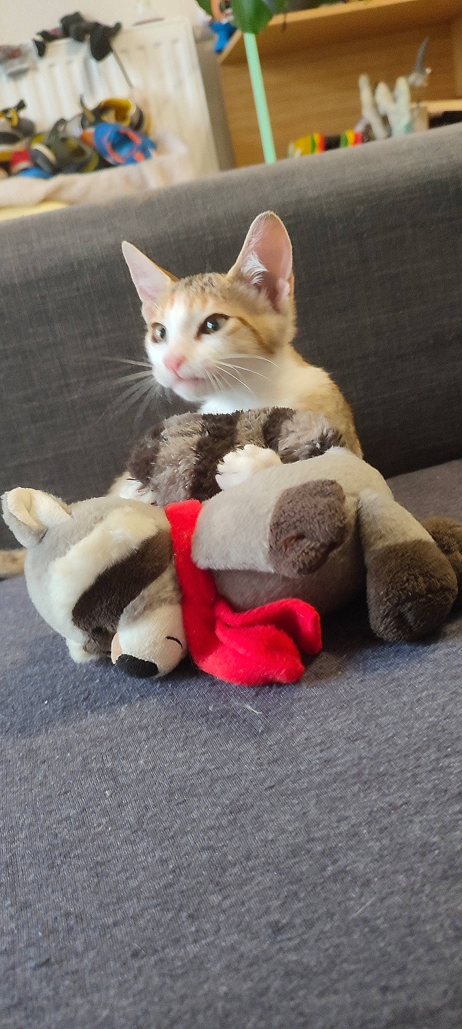 Belle participe au concours pour gagner de l'argent avec cette photo : canidae, carmine, carnivore, cat, cat_supply, claw, comfort, companion_dog, dog_breed, domestic_short_haired_cat, fawn, felidae, fur, paw, sitting, small_to_medium_sized_cats, snout, tail, toy, whiskers