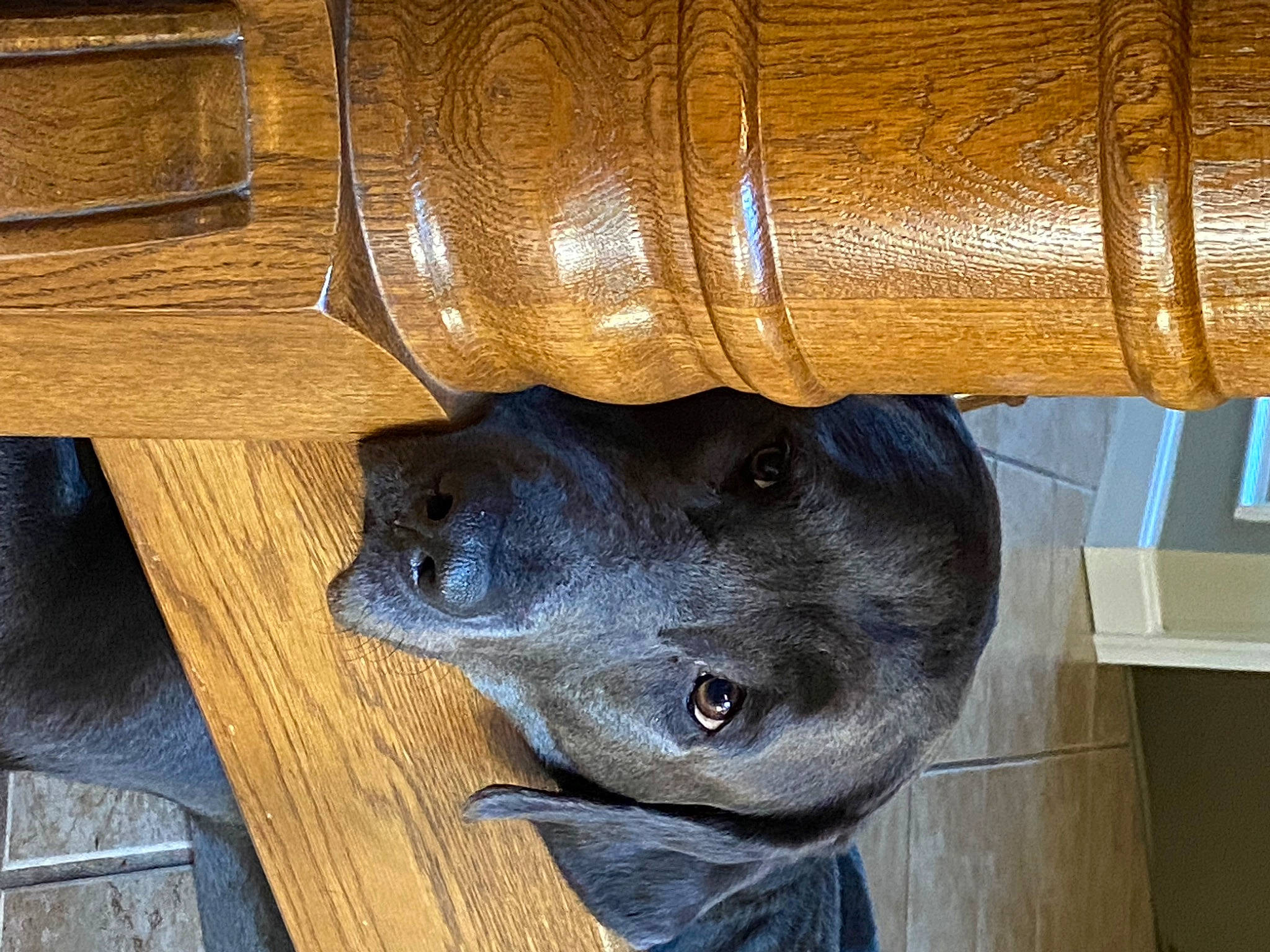 Coral joined the competition — help win amazing prizes! carnivore, comfort, dog_breed, fawn, felidae, fur, hardwood, metal, sculpture, snout, sporting_group, terrestrial_animal, varnish, whiskers, window, wood, wood_stain, working_animal