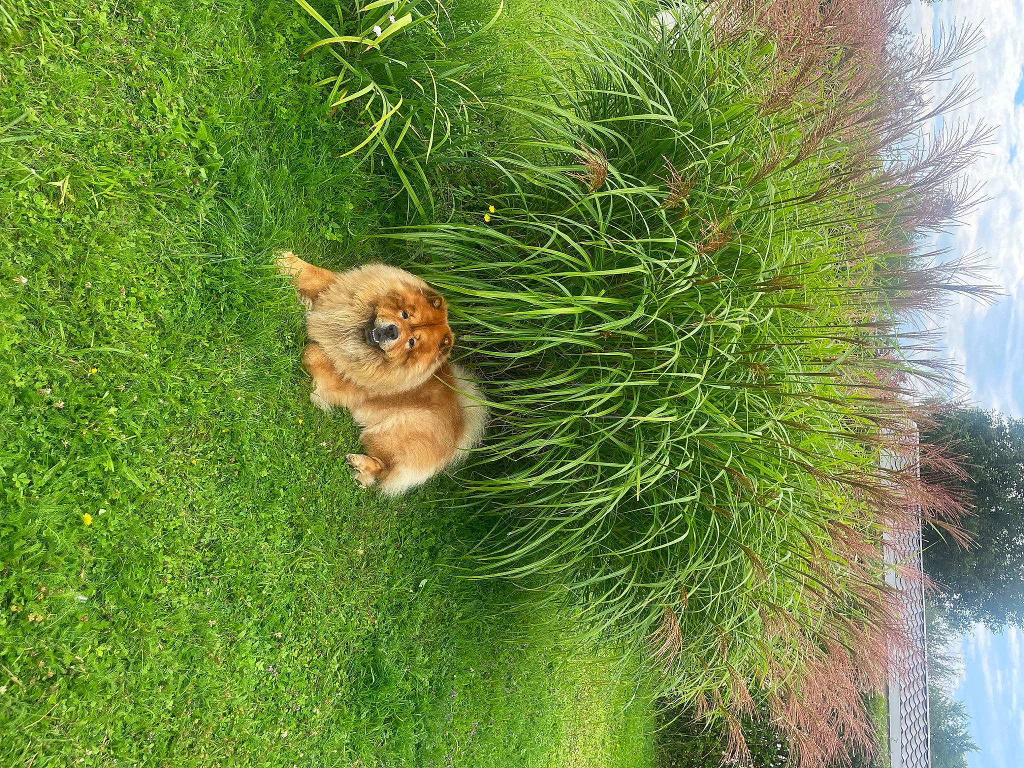 Pumba participe au concours pour gagner de l'argent avec cette photo : carnivore, cat, companion_dog, dog_breed, domestic_short_haired_cat, evergreen, fawn, felidae, flowerpot, grass, groundcover, larch, plant, shrub, small_to_medium_sized_cats, spitz, tail, terrestrial_plant, tree, whiskers