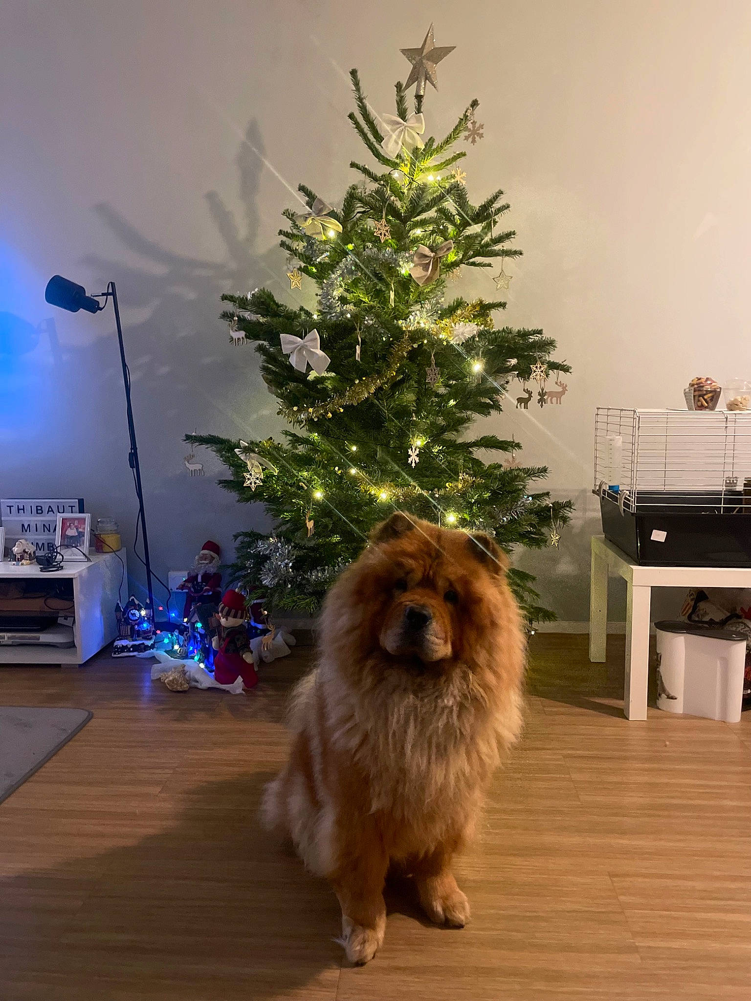 Pumba a rejoint le concours — aidez-le/la à gagner de superbes lots ! carnivore, christmas_ornament, christmas_tree, companion_dog, dog, dog_breed, event, evergreen, fawn, flooring, german_spitz, holiday, larch, ornament, plant, spitz, sporting_group, tints_and_shades, tree, wood