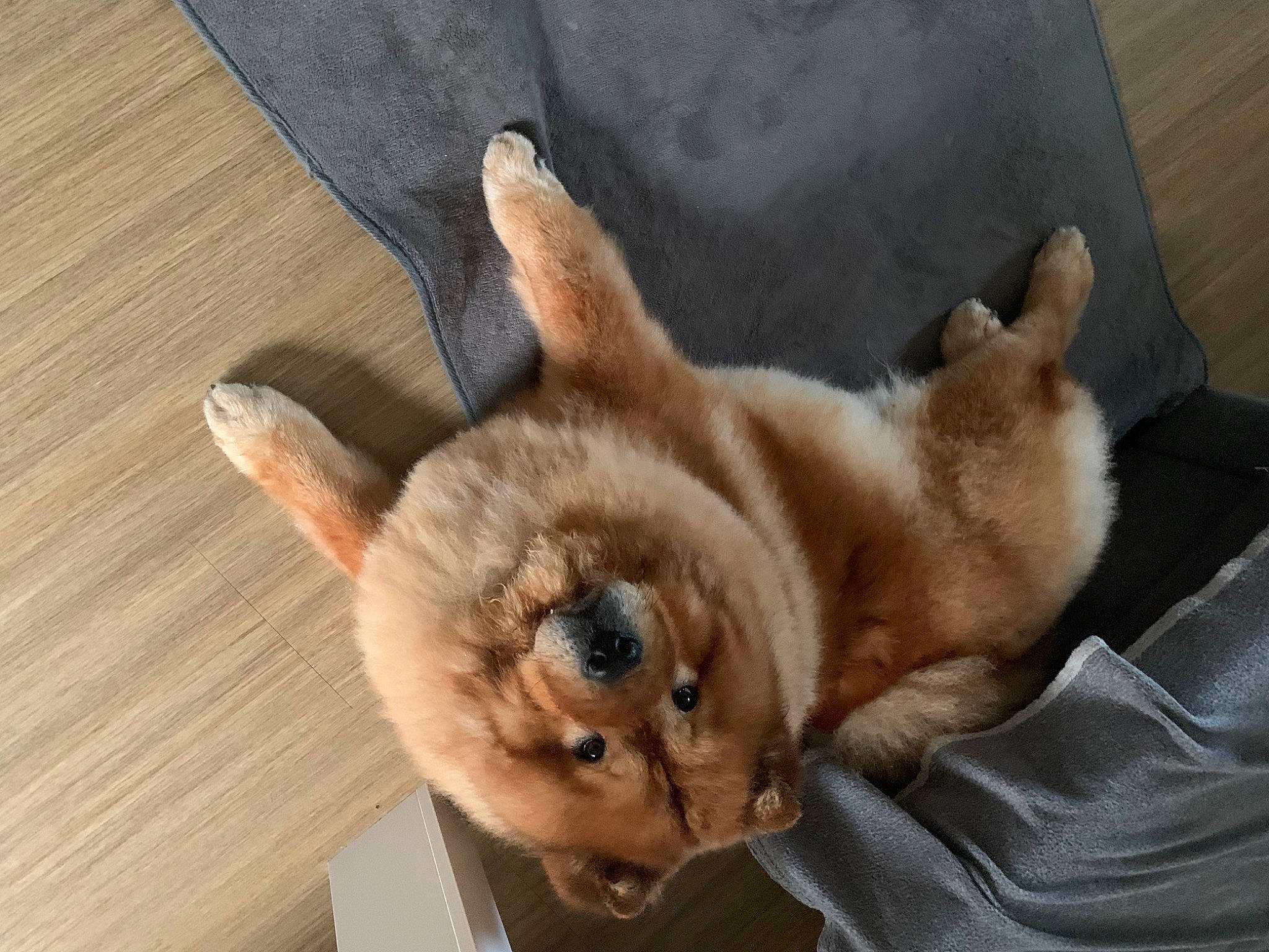 Pumba a rejoint le concours — aidez-le/la à gagner de superbes lots ! canidae, carnivore, comfort, companion_dog, dog, dog_breed, fawn, felidae, fur, hardwood, nap, paw, small_to_medium_sized_cats, snout, spitz, sporting_group, tail, whiskers, wood, working_animal