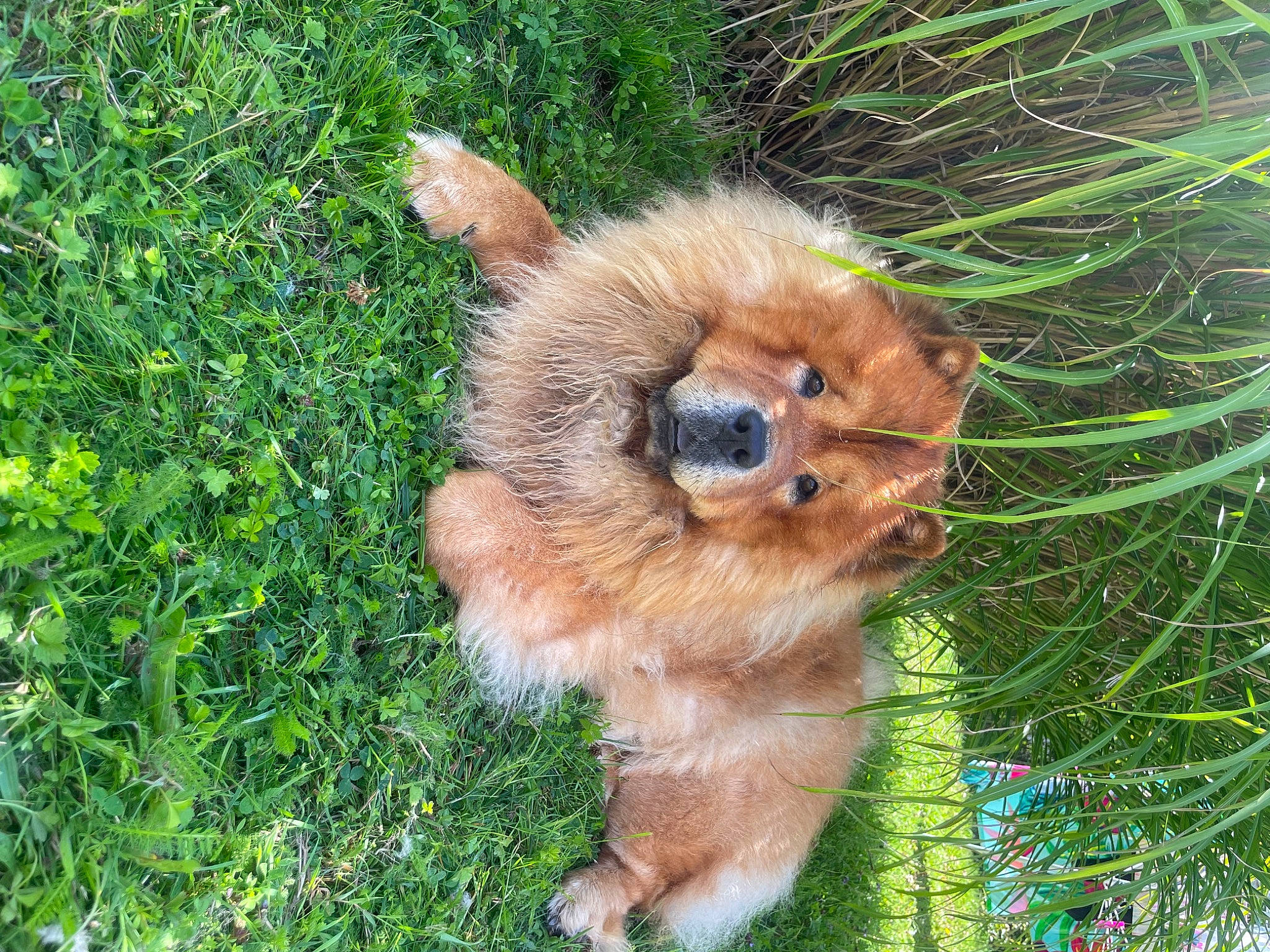 Pumba a rejoint le concours — aidez-le/la à gagner de superbes lots ! canidae, carnivore, companion_dog, dog, dog_breed, fawn, felidae, fur, grass, groundcover, hoary_marmot, paw, plant, pomeranian, snout, spitz, sporting_group, terrestrial_animal, toy_dog, whiskers