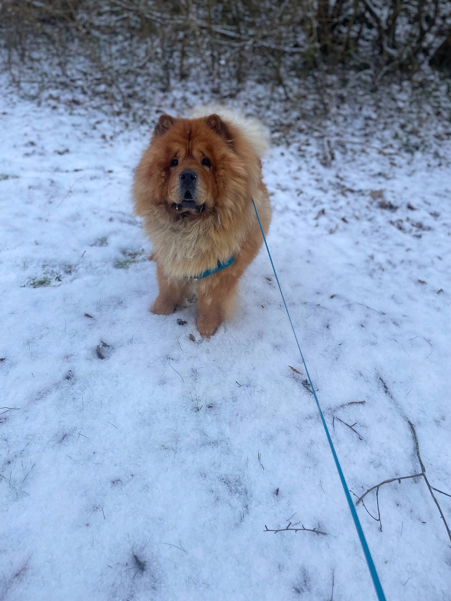 Pumba participe au concours pour gagner de l'argent avec cette photo : canidae, carnivore, companion_dog, dog, dog_breed, fawn, freezing, fur, german_spitz, german_spitz_klein, non_sporting_group, snout, snow, spitz, sporting_group, tail, terrestrial_animal, toy_dog, volpino_italiano, winter