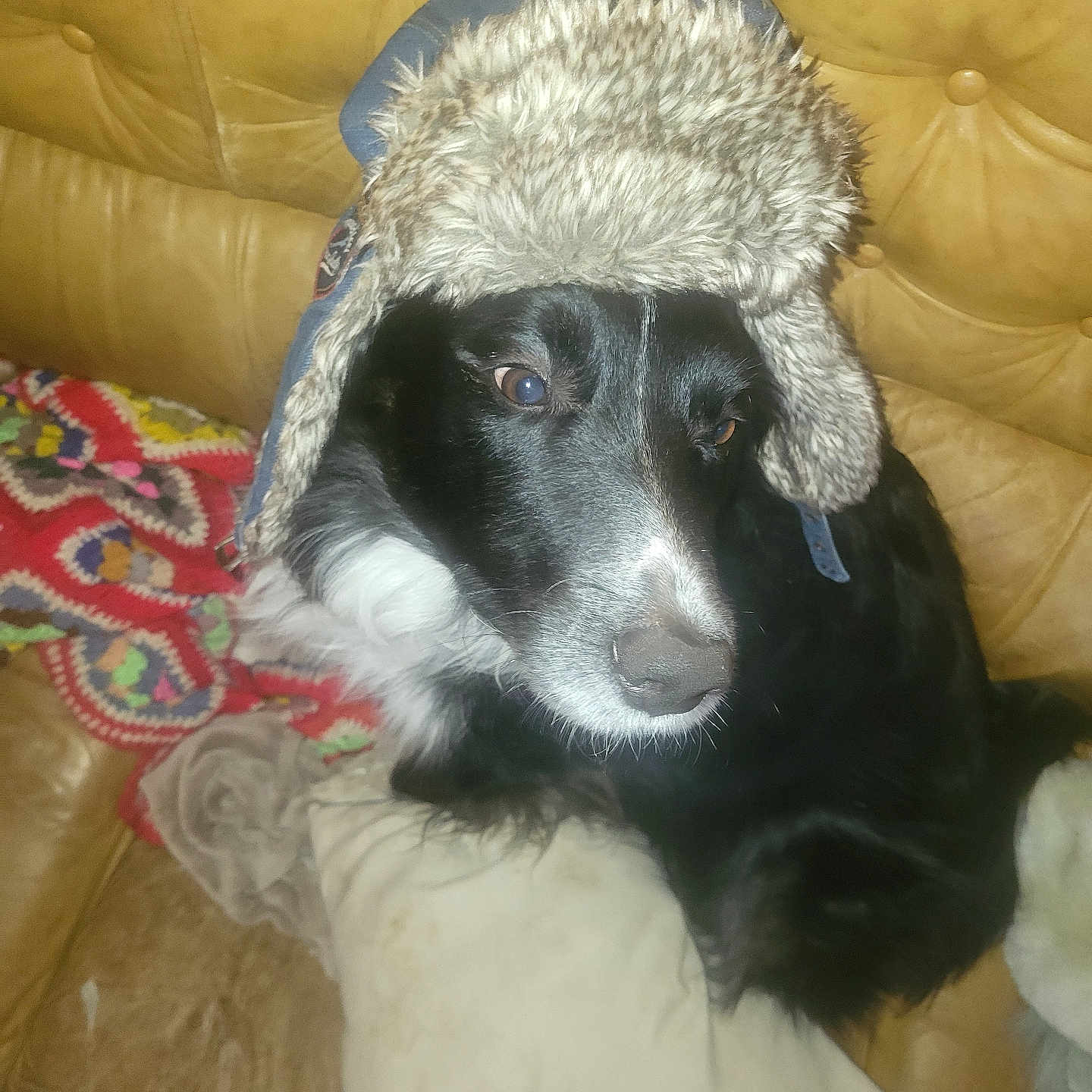 Sou a rejoint le concours — aidez-le/la à gagner de superbes lots ! animal, architecture, armchair, blanket, building, canine, cap, chair, clothing, couch, cushion, dog, furniture, hat, homedecor, hound, indoors, livingroom, pet, puppy