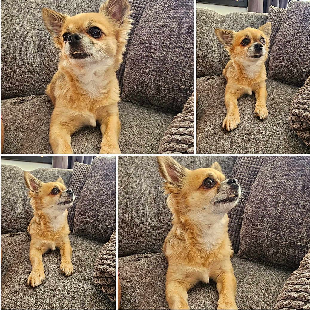 Simba a rejoint le concours — aidez-le/la à gagner de superbes lots ! accessories, animal, art, canine, chihuahua, cockerspaniel, collage, couch, cushion, dog, furniture, homedecor, indoors, interiordesign, machine, papillon, pet, puppy, strap, wheel