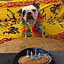 bulldog, dog, flower_lei, birthday_cake, candles, couch, yellow_couch, tribal_pattern, table, black_plate, dessert, indoor, pet, animal, celebration, colorful, sitting, looking, food, party