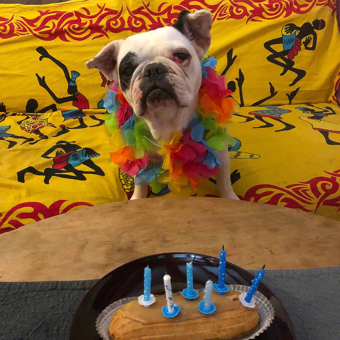 Octane a rejoint le concours — aidez-le/la à gagner de superbes lots ! animal, birthday_cake, black_plate, bulldog, candles, celebration, colorful, couch, dessert, dog, flower_lei, food, indoor, looking, party, pet, sitting, table, tribal_pattern, yellow_couch