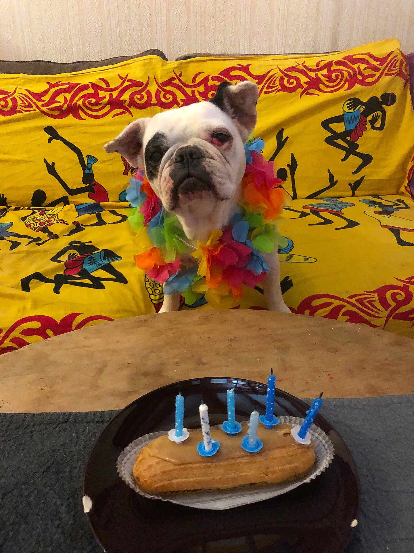 Octane a rejoint le concours — aidez-le/la à gagner de superbes lots ! bulldog, dog, flower_lei, birthday_cake, candles, couch, yellow_couch, tribal_pattern, table, black_plate, dessert, indoor, pet, animal, celebration, colorful, sitting, looking, food, party