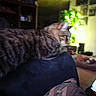 Leo is registered to the contest to win money with this photo: cat, tabby_cat, striped_fur, pet, animal, feline, indoors, living_room, furniture, lap, relaxed, sitting, profile, whiskers, ears, tail, houseplant, bookshelf, home, cozy