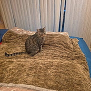 Leo is registered to the contest to win money with this photo: cat, tabby_cat, pet, animal, sitting, bed, blanket, fuzzy_blanket, bedroom, curtains, indoors, home, cozy, brown, striped, whiskers, ears, tail, portrait, relaxed