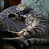 Leo is registered to the contest to win money with this photo: cat, tabby, pet, animal, sleeping, relaxed, lying_down, paw, whiskers, ears, striped_fur, furry, indoor, chair, cushion, upholstery, home, nap, crumbs, portrait