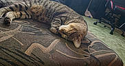 Leo is registered to the contest to win money with this photo: cat, sleeping, tabby, striped_fur, pet, animal, cushion, couch, furniture, cozy, indoors, bedroom, home, gaming_chair, desk, computer, cables, relaxed, resting, patterned_fabric