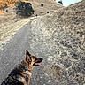 dog, german_shepherd, pet, hiking, trail, outdoors, landscape, hills, grass, trees, nature, sunlight, blue_sky, leash, collar, tongue_out, standing, walking, rural, scenic