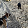 dog, german_shepherd, cow, animal, outdoor, hiking_trail, dirt_path, hillside, grass, dry_grass, trees, sunset, landscape, rural, nature, leash, collar, walking, back_view, golden_light