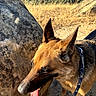 dog, canine, pointy_ears, brown_fur, black_muzzle, panting, tongue, collar, leash, outdoor, nature, hiking, boulder, rocks, golden_grass, trees, sunlight, wilderness, portrait, adventure
