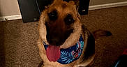 Scout is registered to the contest to win money with this photo: dog, german_shepherd, pet, canine, sitting, tongue_out, bandana, floral_pattern, brown_fur, black_and_tan, indoor, carpet, living_room, home, wall, decoration, blanket, portrait, happy, close_up