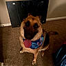 dog, german_shepherd, pet, canine, sitting, tongue_out, bandana, floral_pattern, brown_fur, black_and_tan, indoor, carpet, living_room, home, wall, decoration, blanket, portrait, happy, close_up