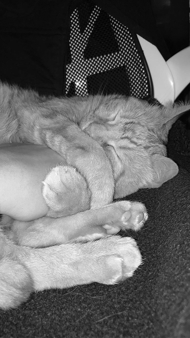 Milo participe au concours pour gagner de l'argent avec cette photo : black, black_and_white, cat, comfort, felidae, fur, gesture, grey, human_leg, mammal, monochrome, monochrome_photography, paw, small_to_medium_sized_cats, snout, still_life_photography, style, tail, white, wrist