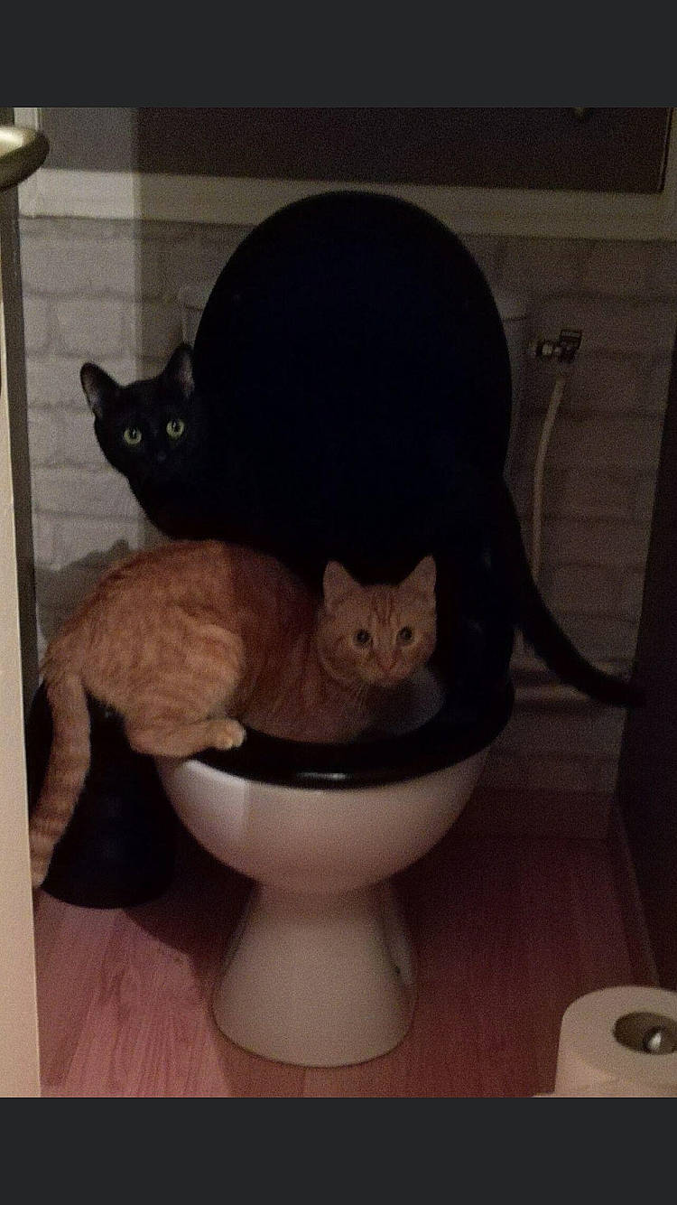 Milo a rejoint le concours — aidez-le/la à gagner de superbes lots ! bathroom, black_cat, carnivore, cat, cat_supply, ceramic, comfort, domestic_short_haired_cat, felidae, fur, household_supply, pet_supply, plumbing_fixture, purple, serveware, small_to_medium_sized_cats, tail, toilet, toilet_seat, whiskers