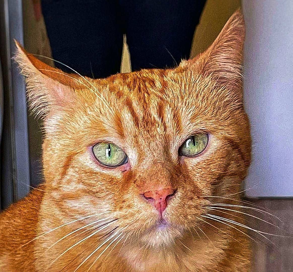 Milo a rejoint le concours — aidez-le/la à gagner de superbes lots ! carnivore, cat, close_up, domestic_short_haired_cat, eye, fawn, felidae, fur, hair, head, small_to_medium_sized_cats, snout, terrestrial_animal, whiskers, window, wood