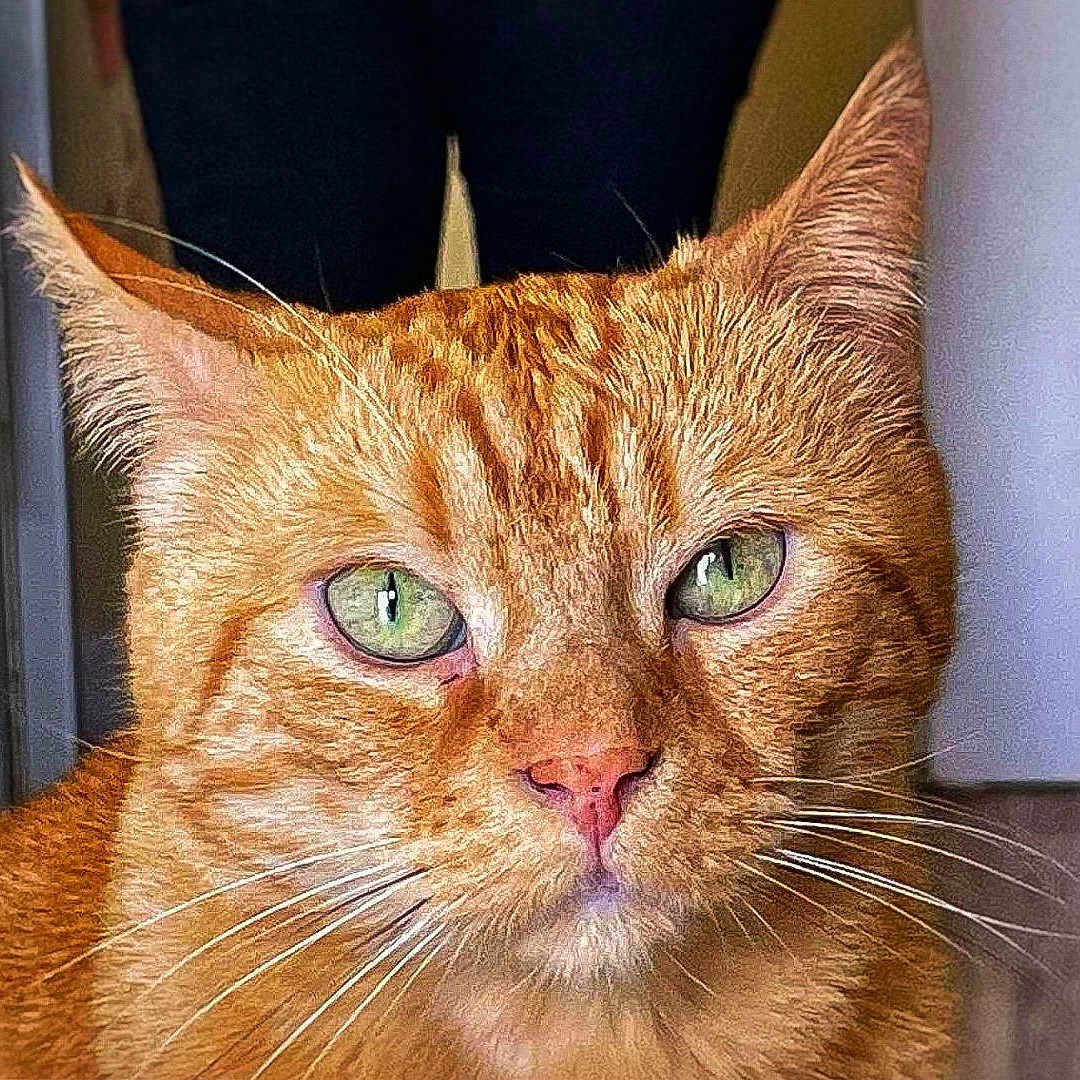 Milo