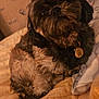 Oslow participe au concours pour gagner de l'argent avec cette photo : dog, pet, bed, blanket, fur, indoor, cozy, cute, animal, wallpaper, pattern, relaxing, canine, home, comfort, tag, portrait, sleepy, furry, resting