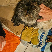 Oslow participe au concours pour gagner de l'argent avec cette photo : dog, pet, hand, towel, floor, tile, indoor, cozy, fur, animal, resting, comfort, human, casual, brown, orange, blue, fabric, relaxation, paw