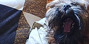 Kratos participe au concours pour gagner de l'argent avec cette photo : affenpinscher, animal, bed, bedroom, canine, couch, cushion, dog, face, furniture, head, homedecor, indoors, person, pet, photography, portrait, puppy, room, sleeping