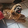 Kratos a rejoint le concours — aidez-le/la à gagner de superbes lots ! dog, brown_dog, fluffy, pet, indoor, floor, tiled_floor, couch, patterned_couch, happy, tongue_out, paw, furniture, shoe, casual, relaxed, companion, animal, cute, small_dog