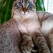 Lexi joined the competition — help win amazing prizes! cat, tabby, blue_eyes, paw, fur, plant, leaf, indoor, pet, relaxed, cozy, texture, whiskers, close_up, animal, mammal, cute, portrait, resting, feline