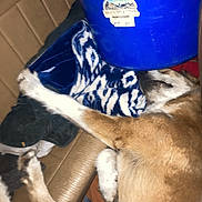 Axelrose is registered to the contest to win money with this photo: animal, blanket, blue_bucket, candid, closeup, comfort, cozy, dog, fur, furniture, household, indoor, leather_seat, napping, paw, pet, relaxed, resting, sleeping, tan